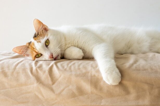 A sick and depressed kitten lies in bed