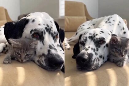 Tiny Rescue Kitten Is Loved by Big Dog Like She’s the Most Precious Thing in the World
