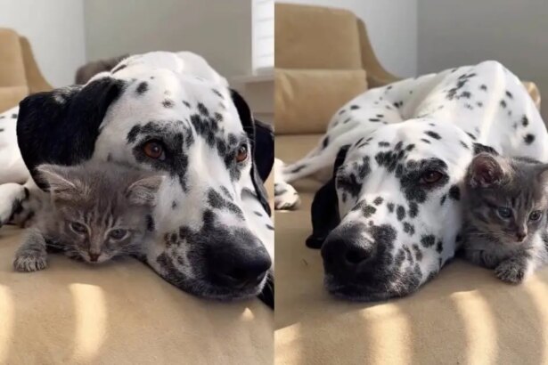 Tiny Rescue Kitten Is Loved by Big Dog Like She’s the Most Precious Thing in the World