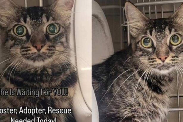 Shelter Cat Faces a Race Against Time Waiting for Someone to Adopt Her