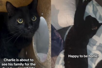 Rescue Cat Missing for a Year Finally Reunites With the Family Who Never Gave Up