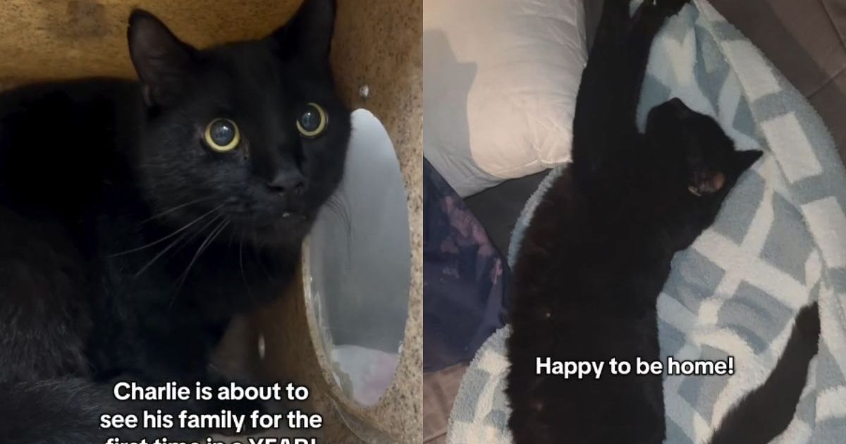 Rescue Cat Missing for a Year Finally Reunites With the Family Who Never Gave Up