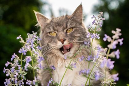 A delighted cat enjoying catnip.