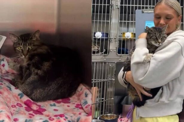 Shelter Cat Discarded & Left Alone by Someone She Loved Gets a Second Chance at Life