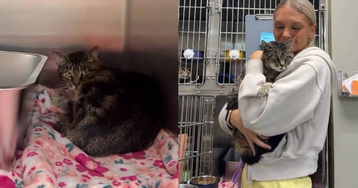 Shelter Cat Discarded & Left Alone by Someone She Loved Gets a Second Chance at Life