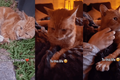 Rescue Cat Spent Years Sleeping on ‘Cold’ Concrete, Unaware a Soft Bed Waited for Him