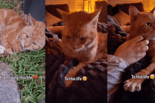 Rescue Cat Spent Years Sleeping on ‘Cold’ Concrete, Unaware a Soft Bed Waited for Him