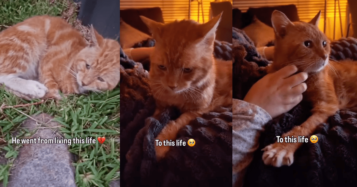 Rescue Cat Spent Years Sleeping on ‘Cold’ Concrete, Unaware a Soft Bed Waited for Him