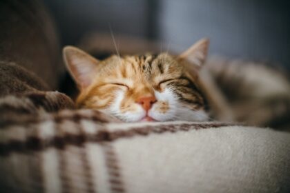 Front view of cat sleeping on a classic British patterned quilt