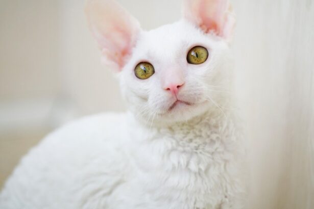 Cornish Rex