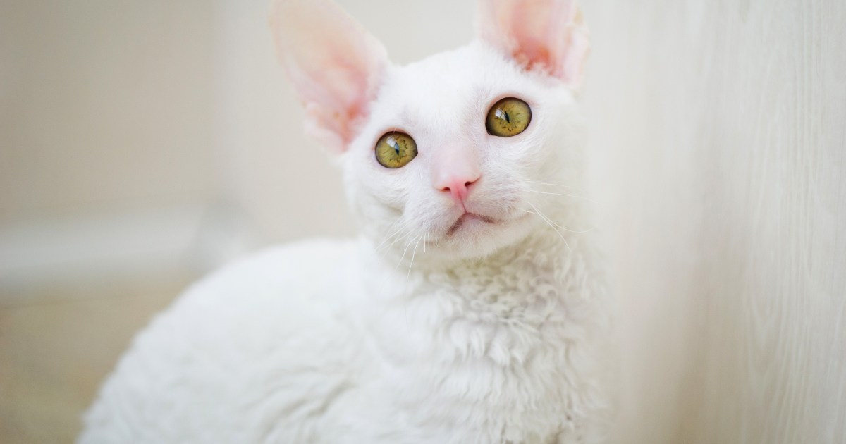 Cornish Rex