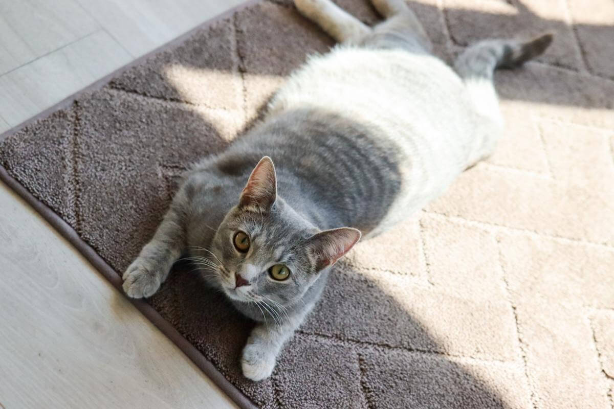 cat sleeping in the door mat