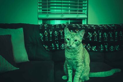 Halloween Cats Orange Short Hair Tabby Dark & Spooky-7-compressed