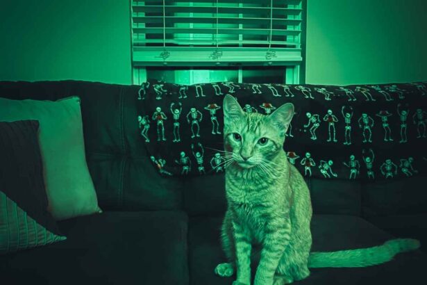 Halloween Cats Orange Short Hair Tabby Dark & Spooky-7-compressed