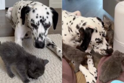 Baby Rescue Kittens Trust Big Dog Who Protects & Loves Them Like They’re Her Own