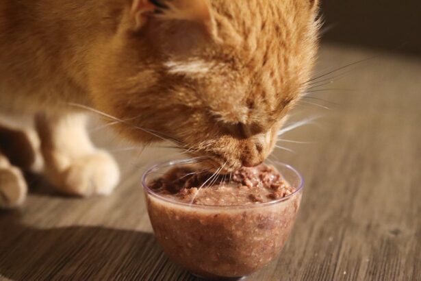 Orange Short Hair Tabby Eating BFF Wet Canned Cat Food Duck & Tuna Lots O Luck Dinner In Gravy Close Up-13-compressed