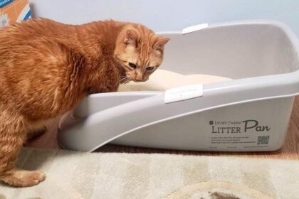 Why Isn’t My Senior Cat Using the Litter Box?