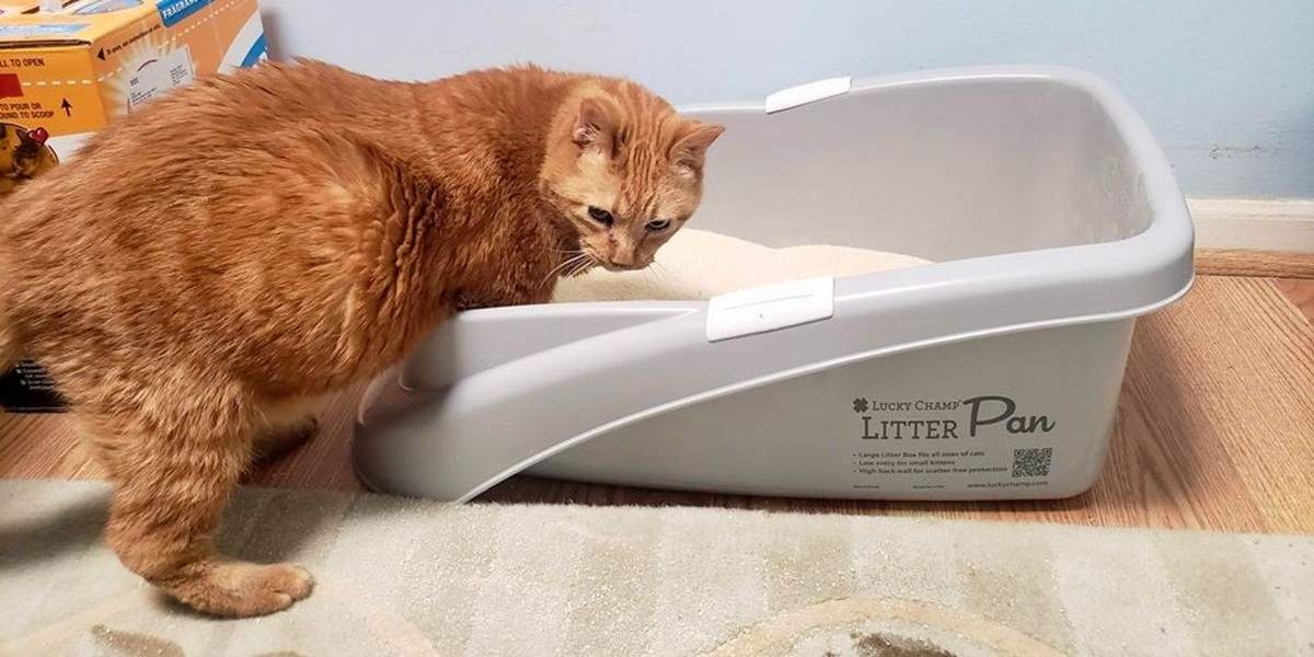 Why Isn’t My Senior Cat Using the Litter Box?