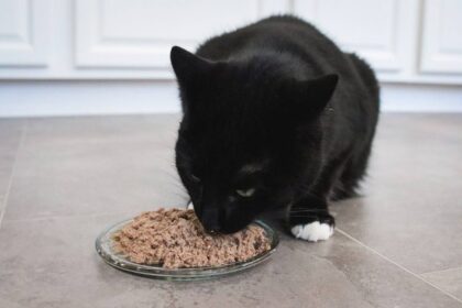 Arginine Deficiency in Cats: Causes, Symptoms, & Treatment
