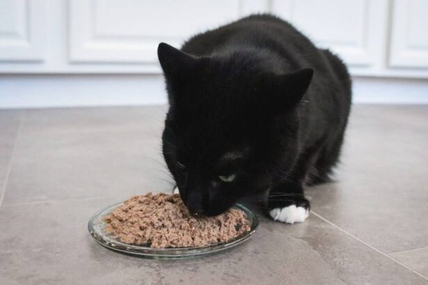 Arginine Deficiency in Cats: Causes, Symptoms, & Treatment