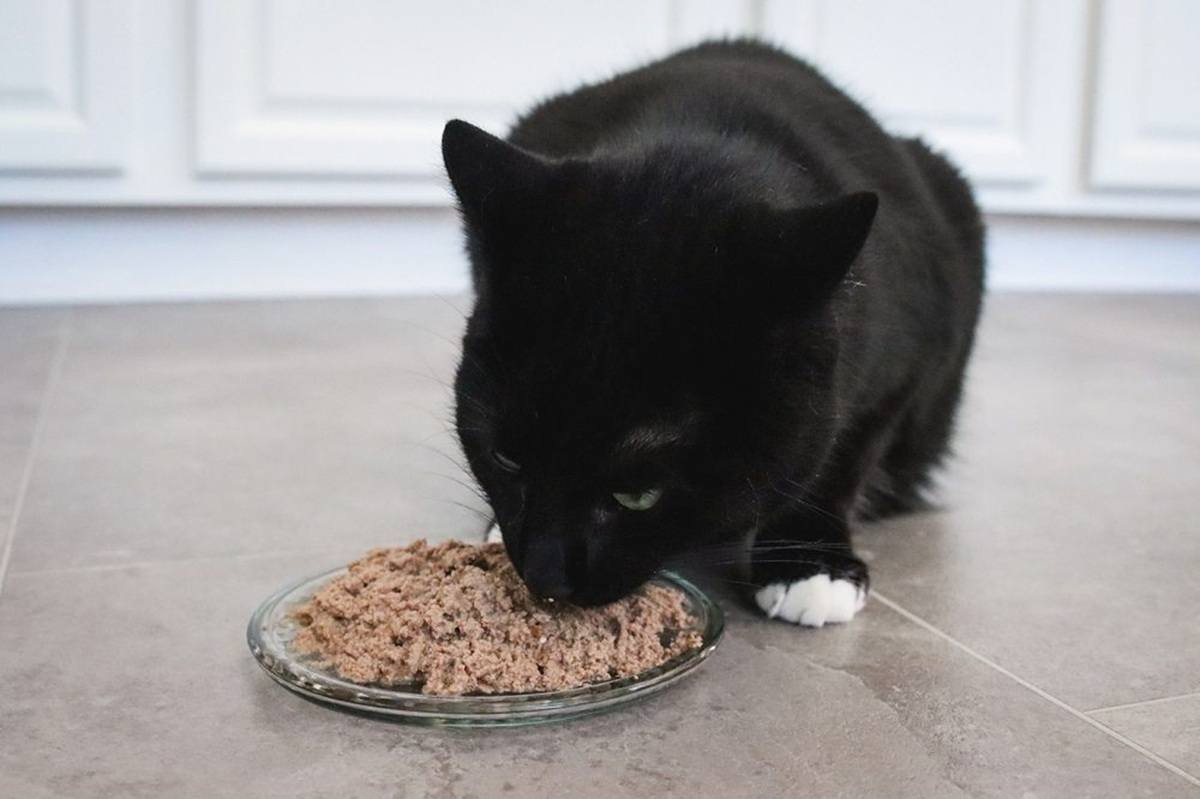 Arginine Deficiency in Cats: Causes, Symptoms, & Treatment