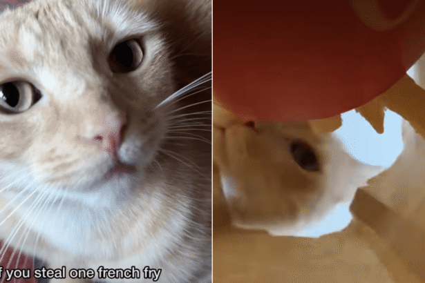 Cat Guards Dad's French Fries Until He Returns & Earns a Reward