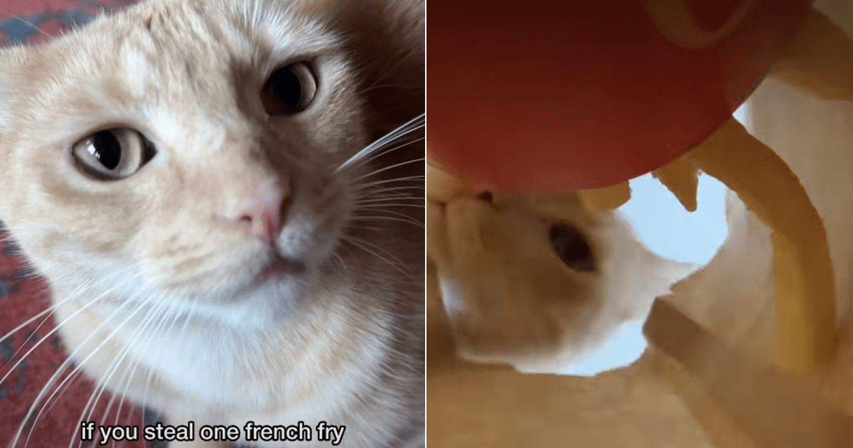 Cat Guards Dad's French Fries Until He Returns & Earns a Reward