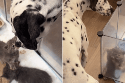 Tiny Foster Kitten Can’t Wait To Leap Into Big Dog’s Arms & It’s a Moment Worth Savoring