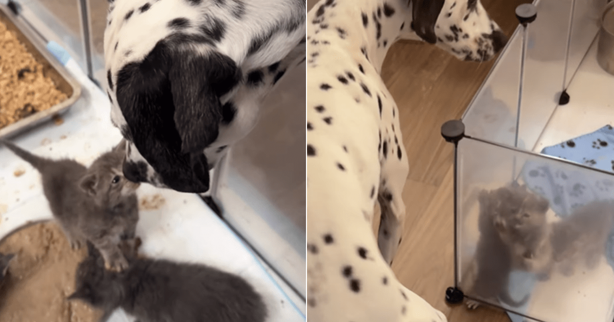 Tiny Foster Kitten Can’t Wait To Leap Into Big Dog’s Arms & It’s a Moment Worth Savoring