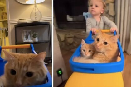 Toddler Gives Cat Siblings a Ride in a Toy Car & It’s Adorable