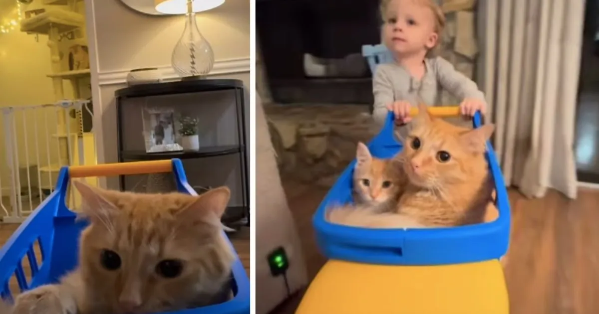 Toddler Gives Cat Siblings a Ride in a Toy Car & It’s Adorable