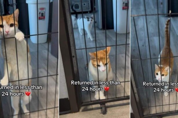 Cat Looks Out the Shelter Door After Family Returns Him in Under 24 Hours
