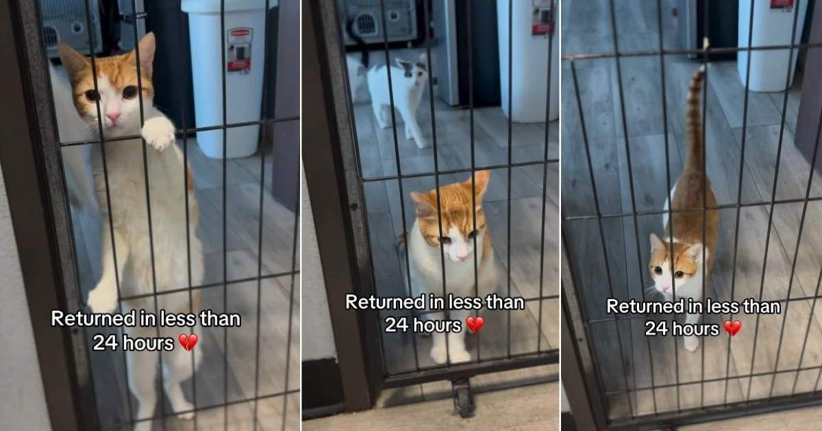 Cat Looks Out the Shelter Door After Family Returns Him in Under 24 Hours