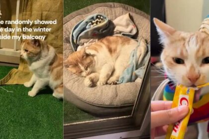 Injured Cat Randomly Enters Human's Home Before His Life Completely Changes