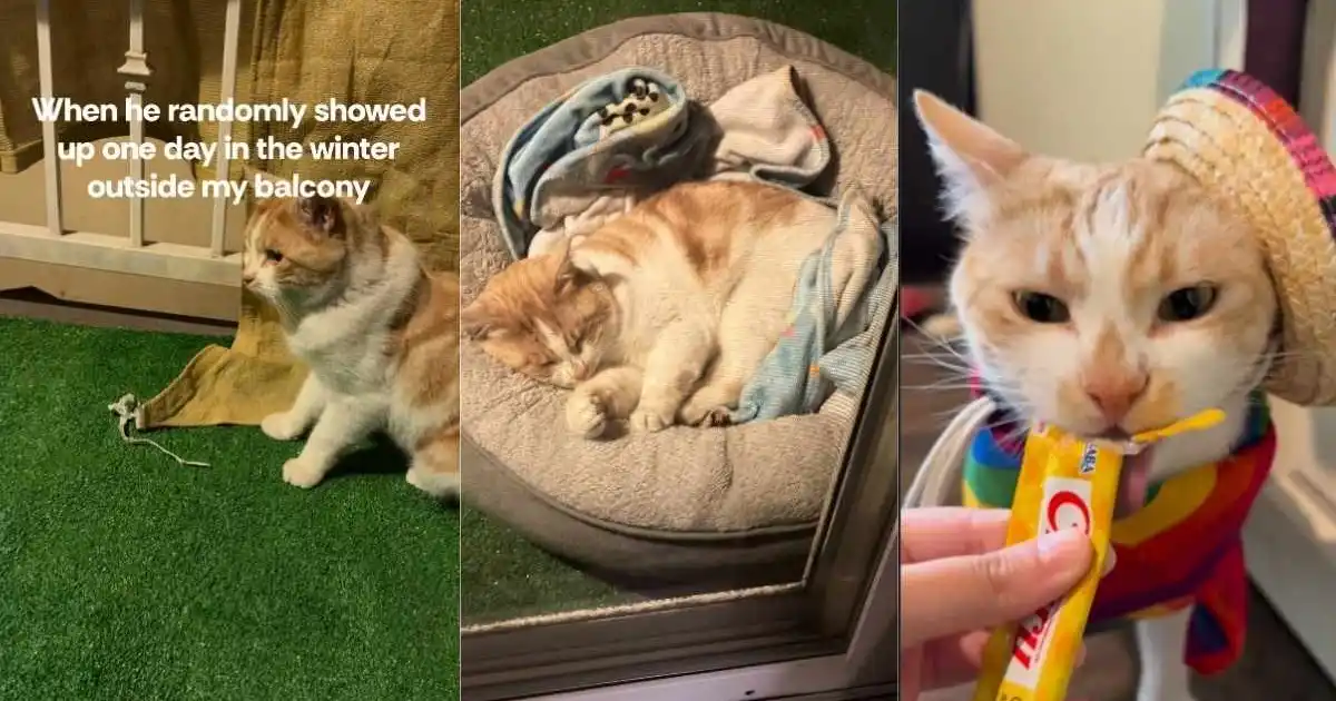 Injured Cat Randomly Enters Human's Home Before His Life Completely Changes
