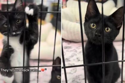 Sibling Cats Refuse to Give Up After Being Ignored for Their Fur Color