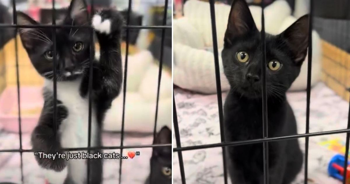 Sibling Cats Refuse to Give Up After Being Ignored for Their Fur Color
