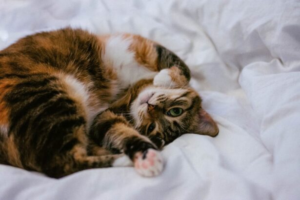 What Your Cat Really Wants