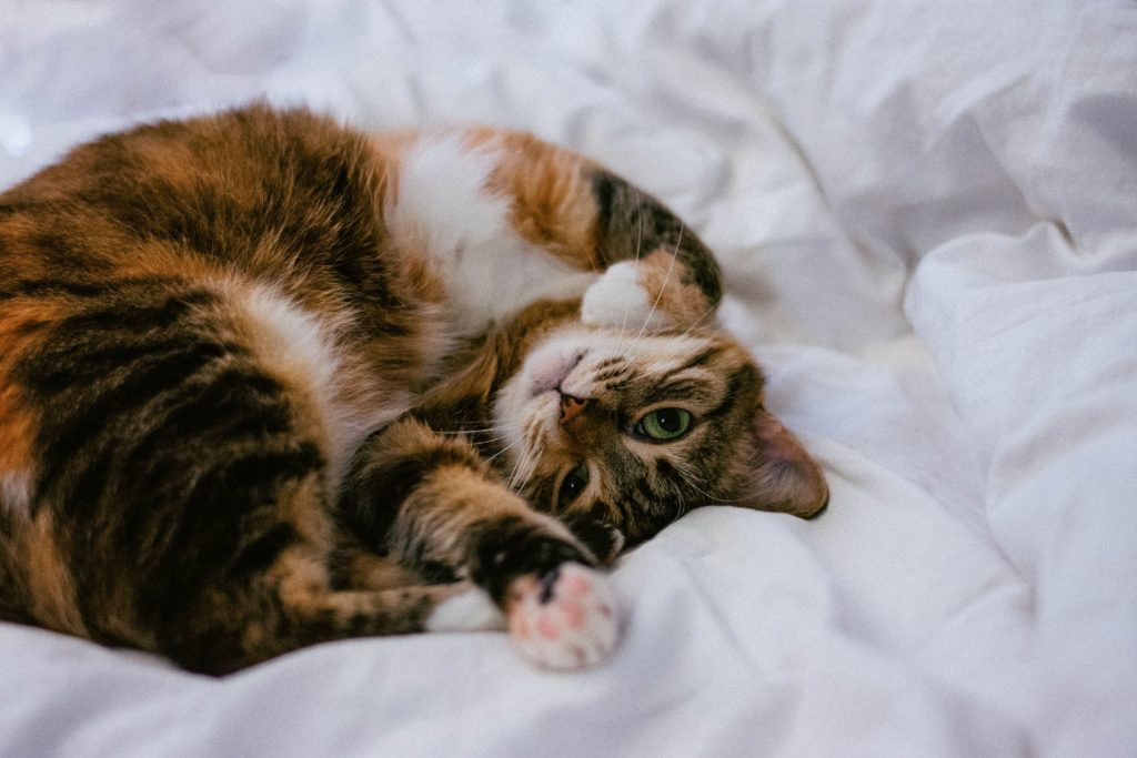 What Your Cat Really Wants