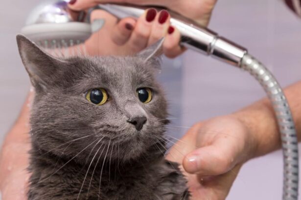 bathing under the shower of a domestic Russian blue cat