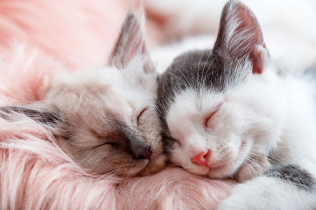 Signs Your Cat Wants Another Cat