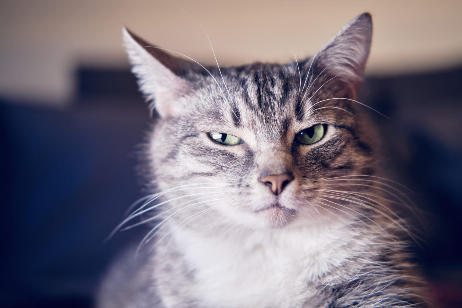 Understanding Cat Expressions - Modern Cat Magazine