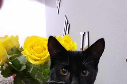 Raising Awareness of the Dangers of Dark Nights for Cats: PDSA Shares Lucky Cat's Story