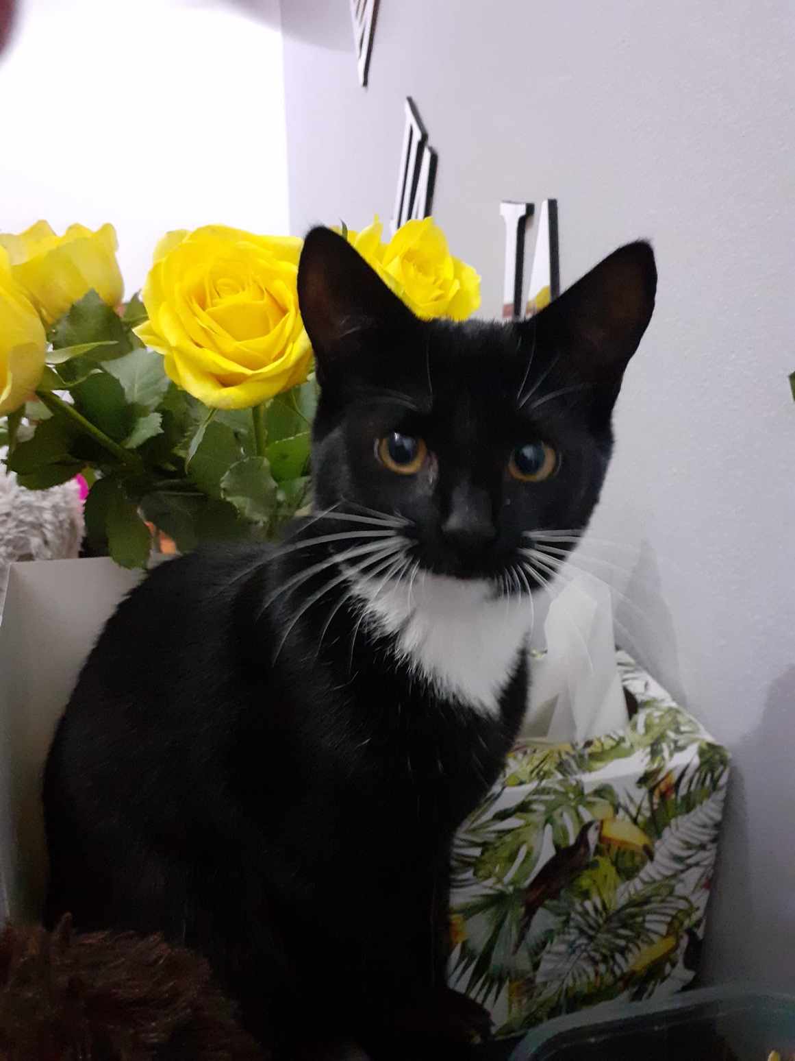 Raising Awareness of the Dangers of Dark Nights for Cats: PDSA Shares Lucky Cat's Story