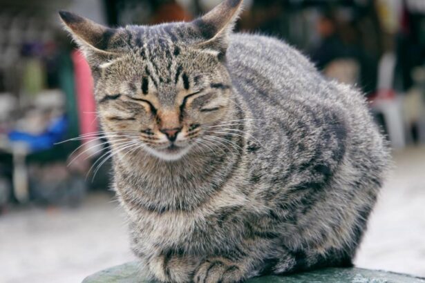 cat Blinking.jpg