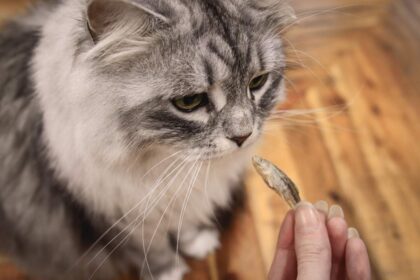 cat eating cat treats