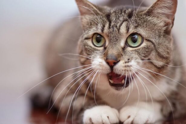 A curious cat with its nose lifted, actively engaged in huffing the scents in its environment, showcasing the keen sense of smell that plays a vital role in a cat