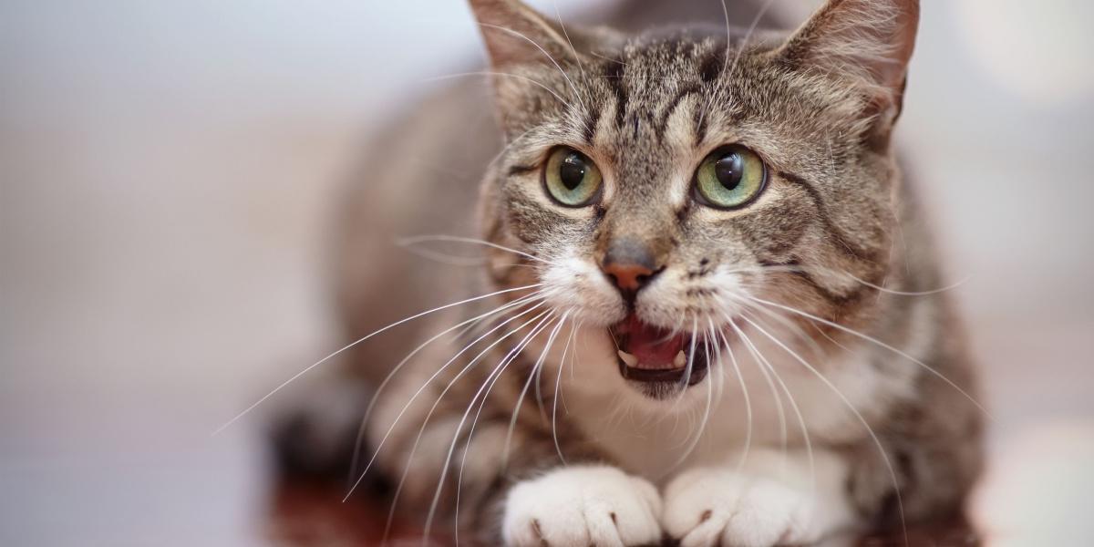 A curious cat with its nose lifted, actively engaged in huffing the scents in its environment, showcasing the keen sense of smell that plays a vital role in a cat