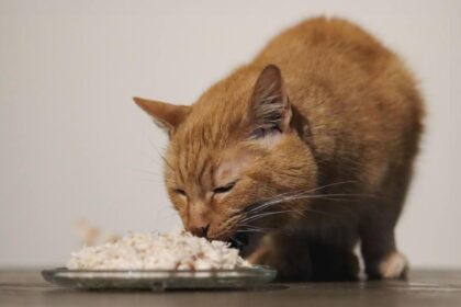 cat sniff Tiki Cat Succulent Chicken Recipe In Chicken Consomme