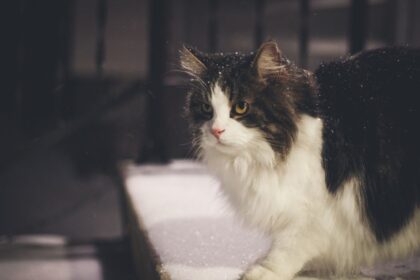 cat winter outside